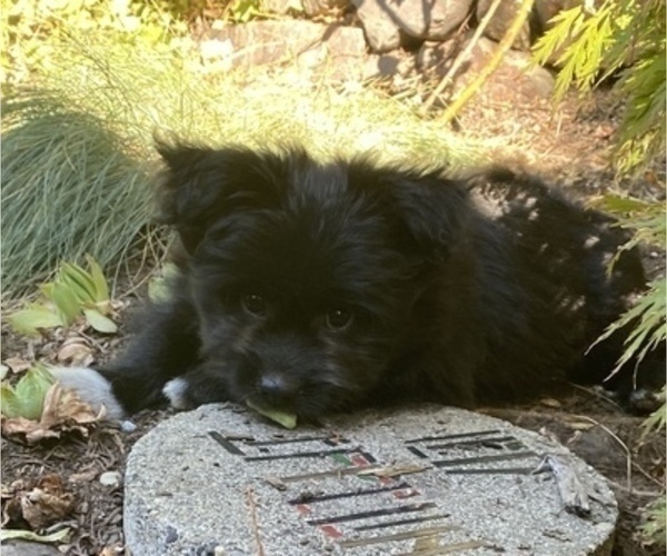 Medium Photo #2 Pomeranian-Zuchon Mix Puppy For Sale in SAMMAMISH, WA, USA