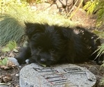 Small Photo #2 Pomeranian-Zuchon Mix Puppy For Sale in SAMMAMISH, WA, USA