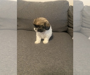 Shih Tzu Puppy for sale in TRACY, CA, USA