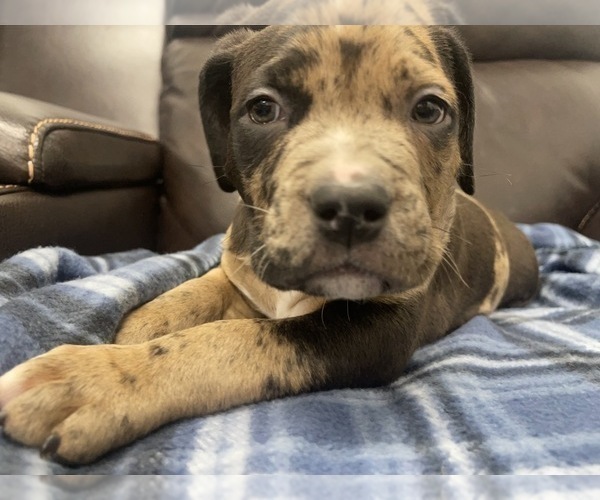 Medium Photo #78 American Bully Puppy For Sale in REESEVILLE, WI, USA