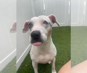 Medium Jack Russell Terrier Mix