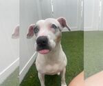 Small Photo #1 Jack Russell Terrier-Unknown Mix Puppy For Sale in Pompano Beach , FL, USA