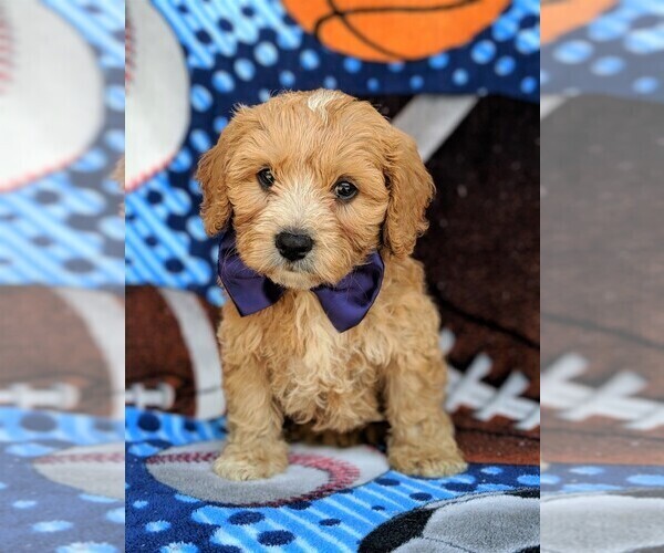 View Ad CavachonPoodle (Toy) Mix Puppy for Sale near