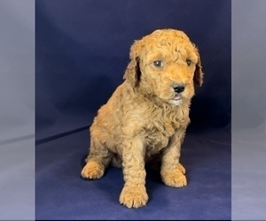 Goldendoodle-Poodle (Miniature) Mix Puppy for sale in RAYMORE, MO, USA