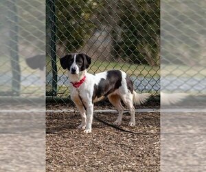 Basset Hound-Unknown Mix Dogs for adoption in Waterford, VA, USA