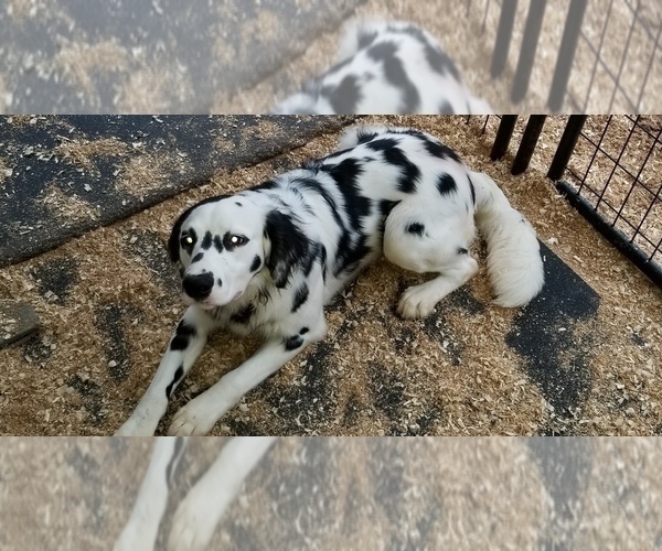 Medium Photo #15 Dalmatian Puppy For Sale in DUVALL, WA, USA