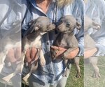 Small Photo #3 Italian Greyhuahua Puppy For Sale in Santa Clarita, CA, USA