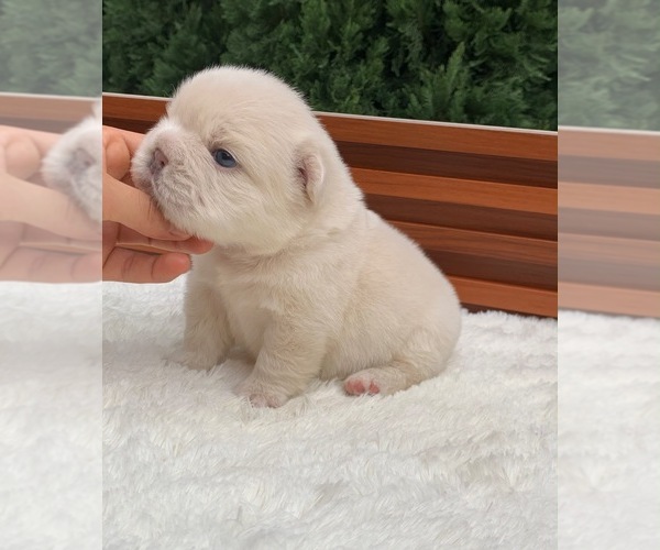 Medium Photo #10 French Bulldog Puppy For Sale in SAN DIEGO, CA, USA