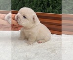Small #9 French Bulldog