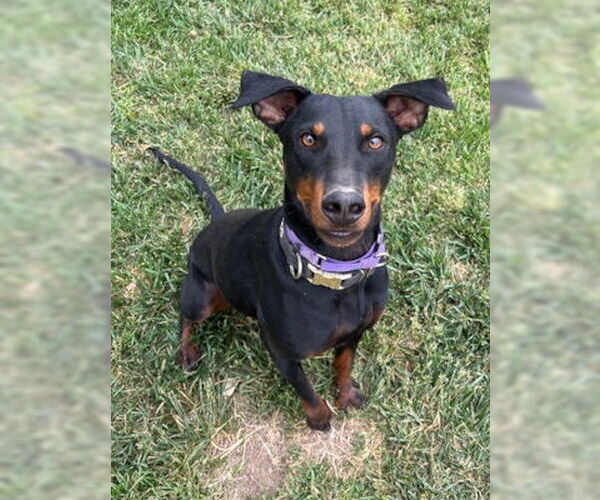 Medium Photo #4 Rotterman Puppy For Sale in Ventura, CA, USA