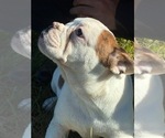 Small Photo #8 English Bulldogge Puppy For Sale in CENTER BARNSTEAD, NH, USA