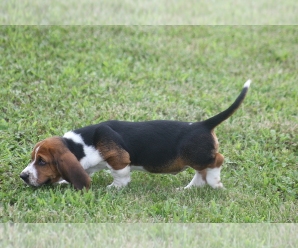 Medium Photo #22 Basset Hound Puppy For Sale in MEMPHIS, MO, USA