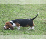 Small #4 Basset Hound
