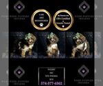 Small #1 Poodle (Miniature)