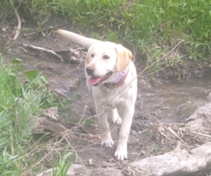 Mother of the Labrador Retriever puppies born on 10/13/2025