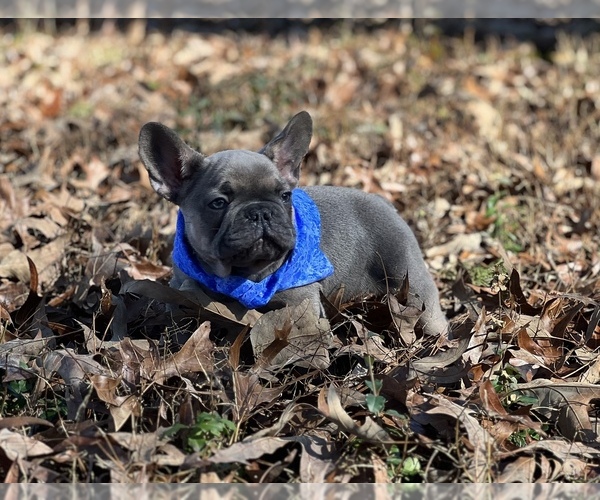 Medium Photo #12 French Bulldog Puppy For Sale in FLEMING ISLAND, FL, USA
