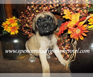 Mastiff Puppy for sale in CABOOL, MO, USA