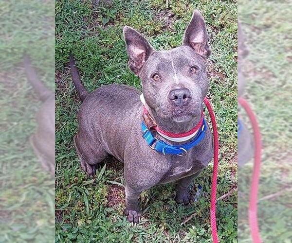 Medium Photo #1 American Staffordshire Terrier Puppy For Sale in Fort Lauderdale, FL, USA
