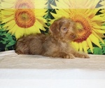 Colt - Male Yorkiepoo mix (+ Poodle Toy) Puppy for Sale - Photo #3