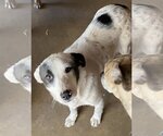 Small Photo #3 Border Collie-Dalmatian Mix Puppy For Sale in Norman, OK, USA