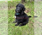 Small #3 German Shepherd Dog