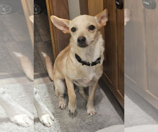 Medium Photo #1 Chihuahua-Unknown Mix Puppy For Sale in New London, WI, USA