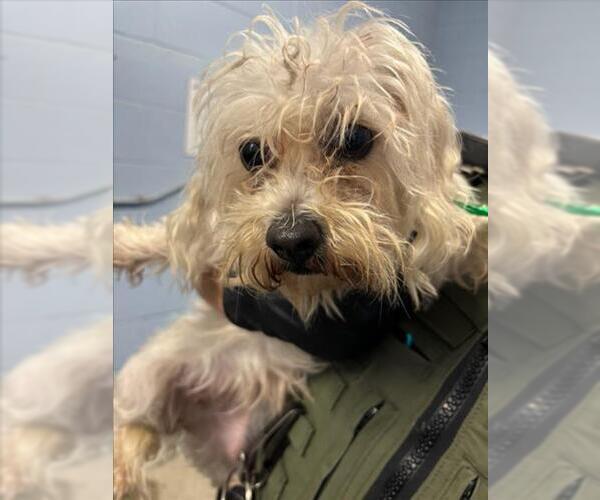 Medium Photo #1 Maltese Puppy For Sale in Woodland, CA, USA