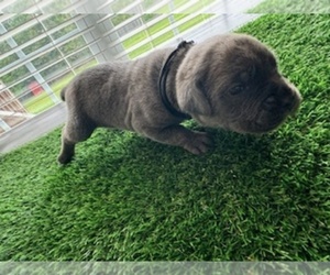 Cane Corso Puppy for sale in SPRING LAKE, NC, USA