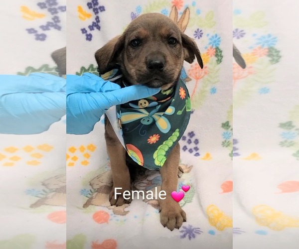 Medium Photo #1 Labrador Retriever-Unknown Mix Puppy For Sale in SHERBURNE, NY, USA