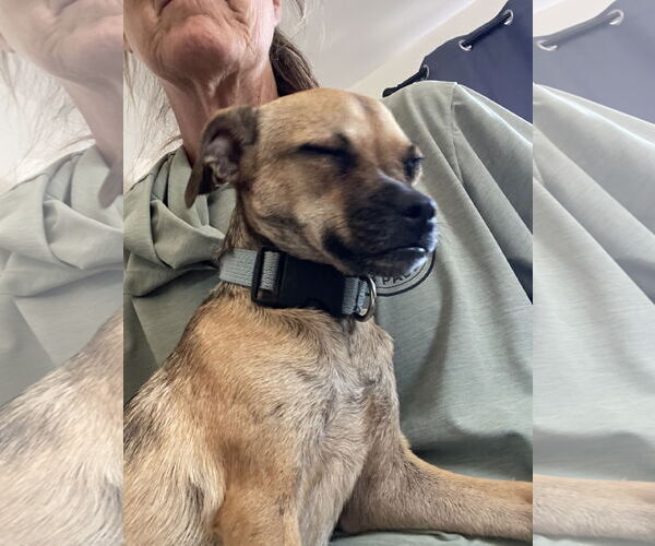 Medium Photo #3 Chihuahua-Unknown Mix Puppy For Sale in Chandler, AZ, USA