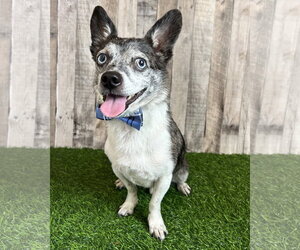 Calvin - Male Chihuahua-Unknown Mix Dog for Adoption - Photo #2