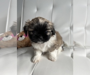 Shih Tzu Puppy for sale in WASHINGTON, DC, USA