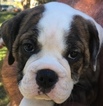 Small Photo #3 Olde English Bulldogge Puppy For Sale in CANYON LAKE, TX, USA