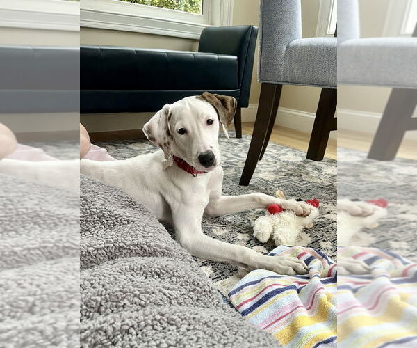 Medium Photo #8 Mutt Puppy For Sale in Boston, MA, USA