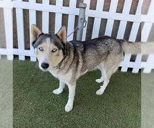 Siberian Husky-Unknown Mix Dogs for adoption in Modesto, CA, USA