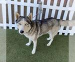 Small Siberian Husky Mix
