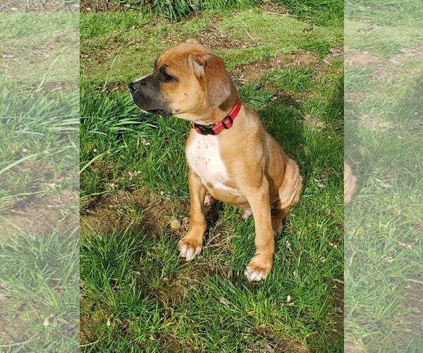 Medium Photo #6 Boxer-Greater Swiss Mountain Dog Mix Puppy For Sale in Stanwood, WA, USA