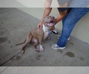 Smoke - Male American Pit Bull Terrier-Unknown Mix Dog for Adoption - Photo #2