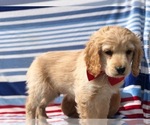 Small Photo #1 Labrador Retriever Puppy For Sale in CLAY, PA, USA