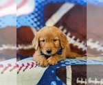 Small #5 Golden Retriever