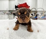 Puppy Choc Thai English Bulldog