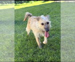 Small Border Terrier-Cairn Terrier Mix