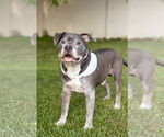 Small #19 Staffordshire Bull Terrier Mix