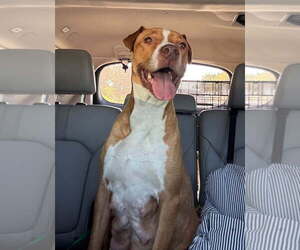 Jewel - Female Mutt Dog for Adoption - Photo #2