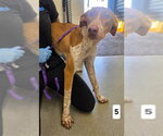 CATHY - Female Pointer-Unknown Mix Dog for Adoption - Small photo