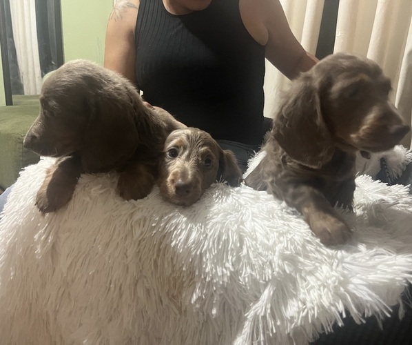 Medium Photo #2 Dachshund Puppy For Sale in RIVERSIDE, CA, USA