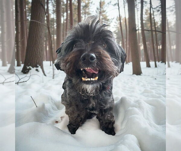 Medium Photo #3 Mutt Puppy For Sale in Bellingham, WA, USA