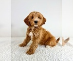 Small #3 Goldendoodle (Miniature)