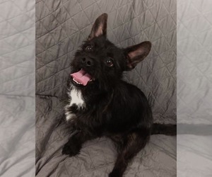 Mutt Dogs for adoption in Muskegon, MI, USA