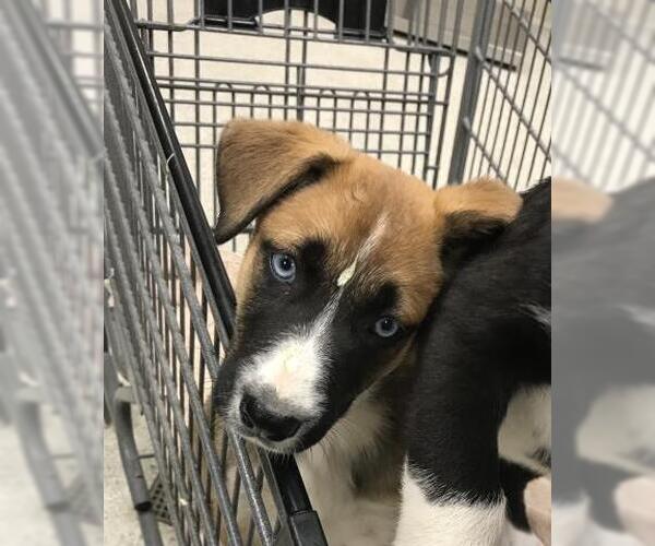 Medium Photo #1 Border Collie-Unknown Mix Puppy For Sale in Conroe, TX, USA